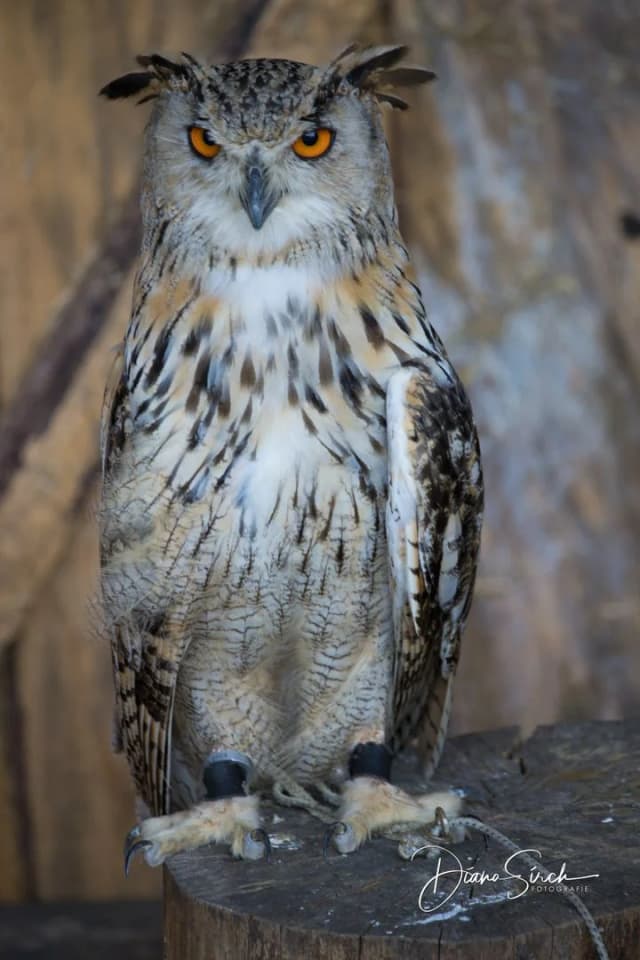 20190809_0226_DianaSirch