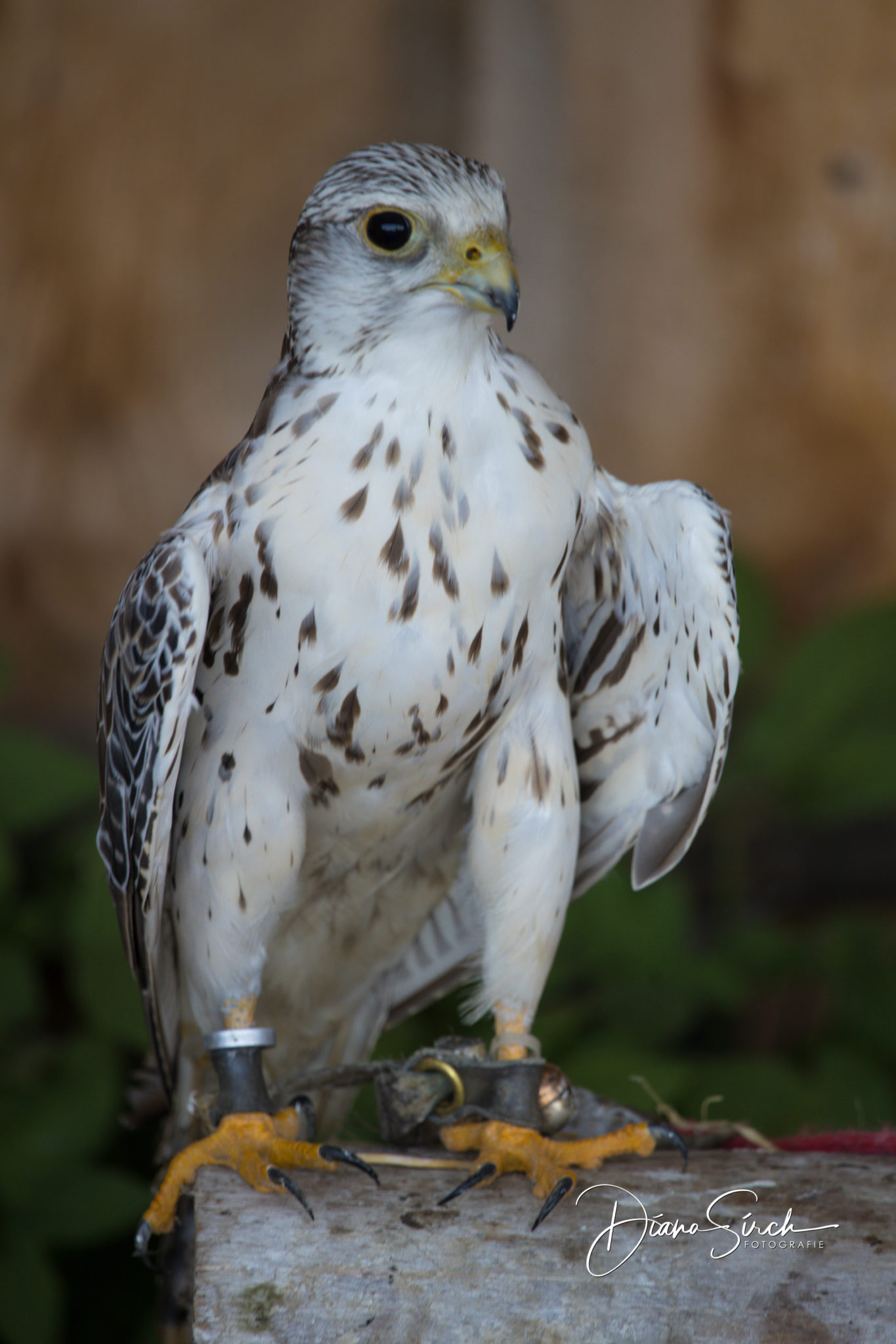 20190809_0235_DianaSirch 20190809_0235_DianaSirch
